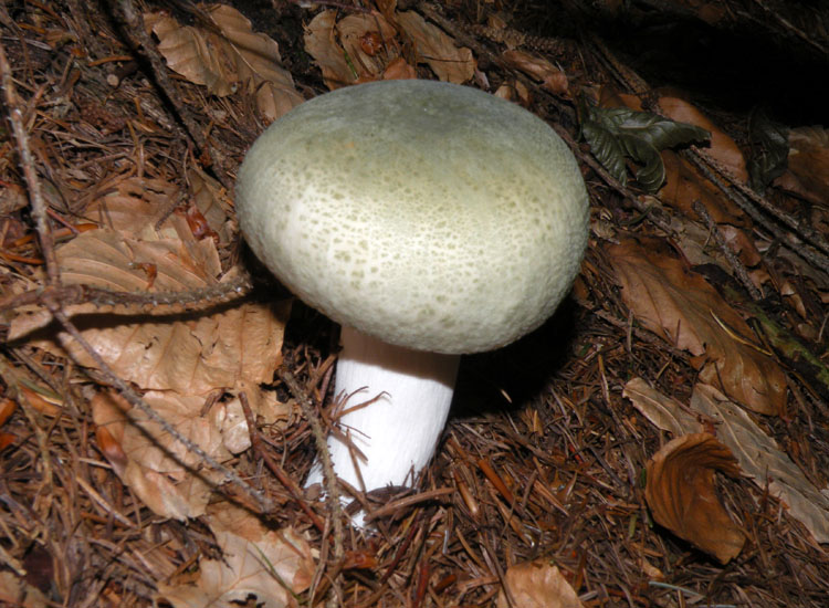 Dal Trentino: Tricholoma pardinum ?